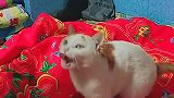 为了吃，我要站起来