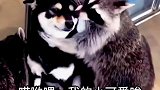 小狗这是中午觉没睡好吧