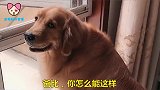 主人给金毛说外面有狗骂你，金毛的反应亮了，我都快笑出八块腹肌