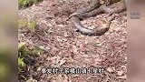 广东一村子惊现两条大蟒蛇，盘踞废弃房屋产多枚大蛇蛋，当地回应