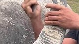 临阵磨枪，不快也光