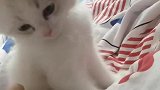 小可爱一碰它就叫啊