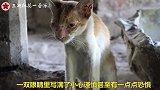 等待食物的流浪猫，看上去没有一点生机，真是太让人心疼了！