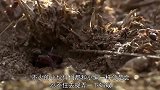 在纸上画个圈就能困住蚂蚁？老外做了一个实验，蚂蚁急得团团转！
