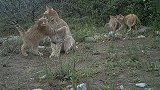 罕见画面：1只雌性荒漠猫成功抚育4只幼崽