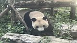 北京动物园大熊猫“福星”遇脱发烦恼 园方：正恢复生长中
