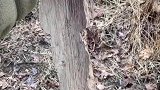 我捡到一块奇怪的木头上面居然长着一张人脸