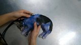 原以为只是普通的流浪猫，当看到猫咪的样子时，小哥忍不住落泪了