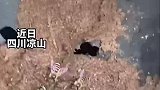 男子因好奇，人和狗双双被蛰