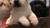 这几小家伙太能吃，咱家里真没肉肉了