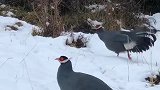 藏马鸡非常漂亮的一种动物，只有在西藏才能见到，生命力顽强！