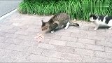 猫咪的这一腿笑死我了，直接按住对方不让它吃