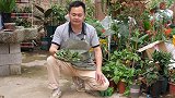 蟹爪兰移栽需要注意什么？防治根系腐烂，看完明白了