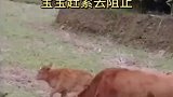 牛妈妈怕小牛伤害到宝宝，马上阻止