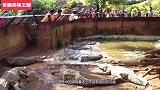 角马正在水边饮水，结果直接被鳄鱼拉进水中，河马看到仗义相救！