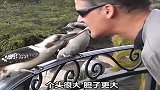 你有被这货的笑声传染吗