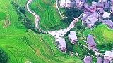 广西龙脊梯田金秋十月，梯田即将进入最佳观赏季