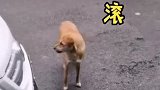 狗狗被绝育怀恨在心，连续3个月到医院门口嚎叫