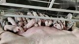 一个半小时16头，溜溜顺烟台实效反馈！