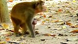 实拍：猴妈不让你喝就不能喝实拍：可怜的孩子