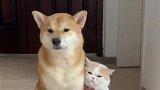 猫咪抱着狗狗大腿不撒手，这也太甜了吧