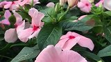 闲看花开花落，不必感慨太多！人生本来苦短，每天舒心快活！