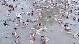 台风带来这么多海货，大哥捡都捡不完