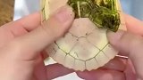 最神奇的小乌龟