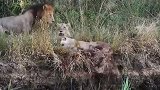狮战时刻！狮王带领后宫，殴打不听话的母狮