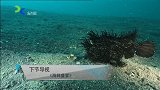 传奇-20170602-海鲜盛宴