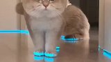 当我给猫咪穿上发光鞋！