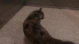 流浪猫为了给肚子里的宝宝找个家,在小区里挨家挨户试探