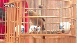 画眉鸟：画眉鸟扇翅大叫，这叫声真是好听呀！