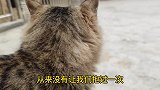 绿眼睛的狸花猫，小时候的经历坎坎坷坷。
