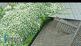 30秒｜花香茶香 七里香下喝盖碗茶 细品老成都的慢生活