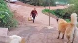 白狗开开心心跑过去帮主人拎箱子