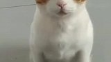 这猫成精了
