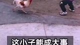 一物降一物，熊孩子和鸡大战