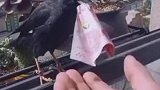 救助了一只八哥后，八哥每天都叼着纸币回来