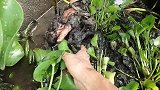 今天来甲鱼塘捡漏，扒开水葫芦发现个甲鱼窝，一只接一只，发财了