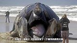 男子在海滩上发现一个庞然大物，仔细一看令人心痛不已