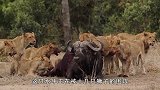 狮群狩猎落单水牛，关键时刻大象横插一脚，超给力