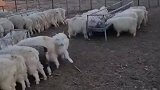 新买的牧羊犬，消失在羊群中