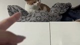 小猫爬上衣柜不下，来遭主人训斥竟然还不服