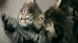 不愧是虎纹小奶猫，随便一个镜头都是电力十足