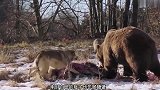 棕熊不但抢走狼群的猎物，还一巴掌打死狼