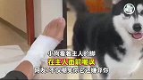 小狗看着主人的脚，在主人面前嘲讽