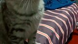 猫：天天唠唠叨叨的，你烦不烦呀