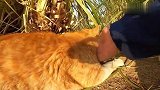 逮住一只流浪猫，被路人直接撸翻，呼呼大睡起来
