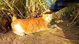 逮住一只流浪猫，被路人直接撸翻，呼呼大睡起来